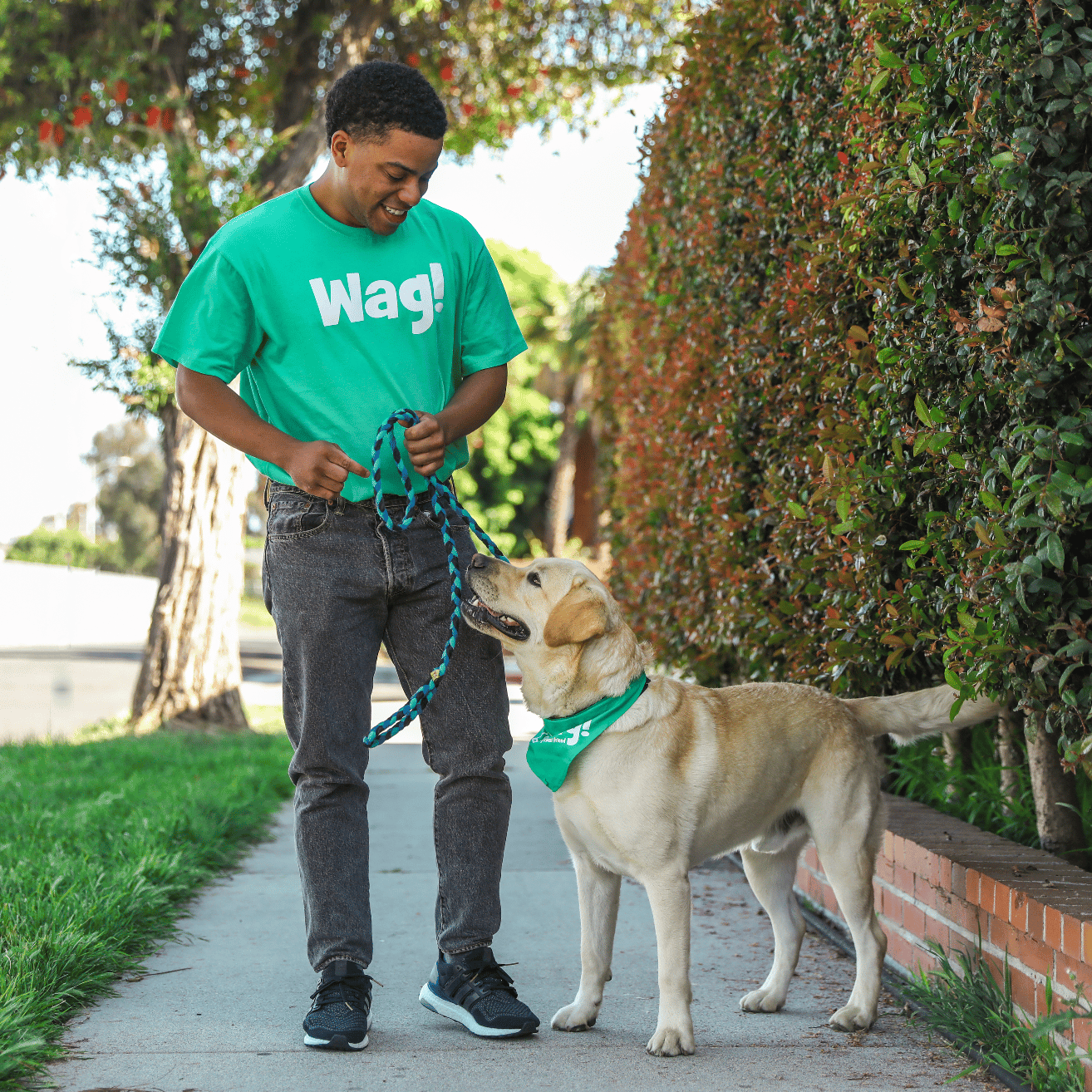 Dog Walking